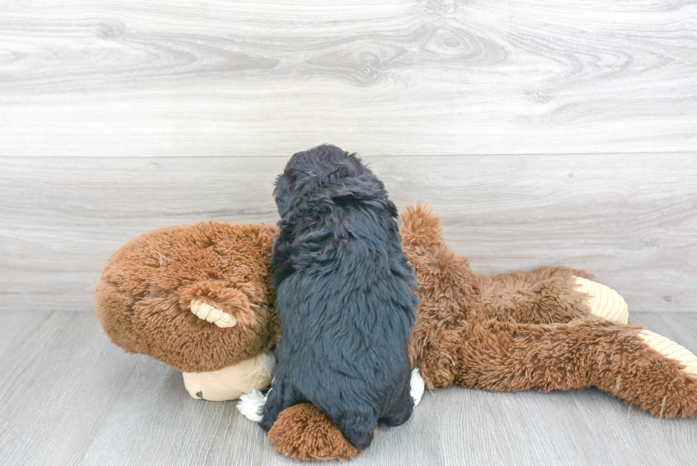 Mini Aussiedoodle Pup Being Cute