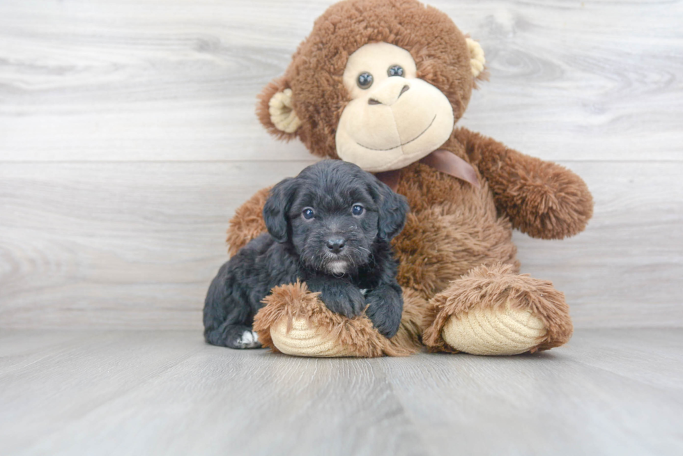 Popular Mini Aussiedoodle Poodle Mix Pup