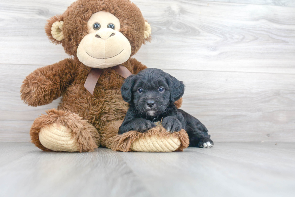 Adorable Aussiepoo Poodle Mix Puppy