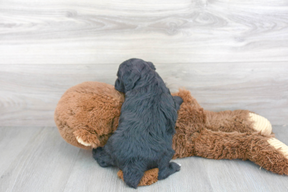 Mini Aussiedoodle Puppy for Adoption