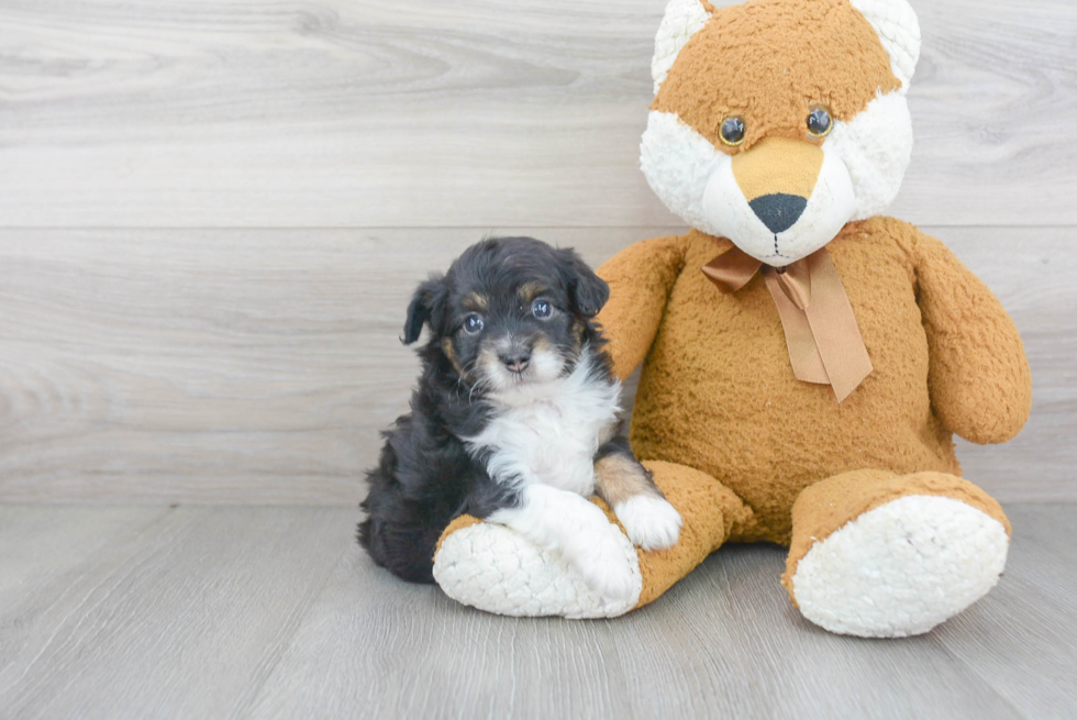 Popular Mini Aussiedoodle Poodle Mix Pup