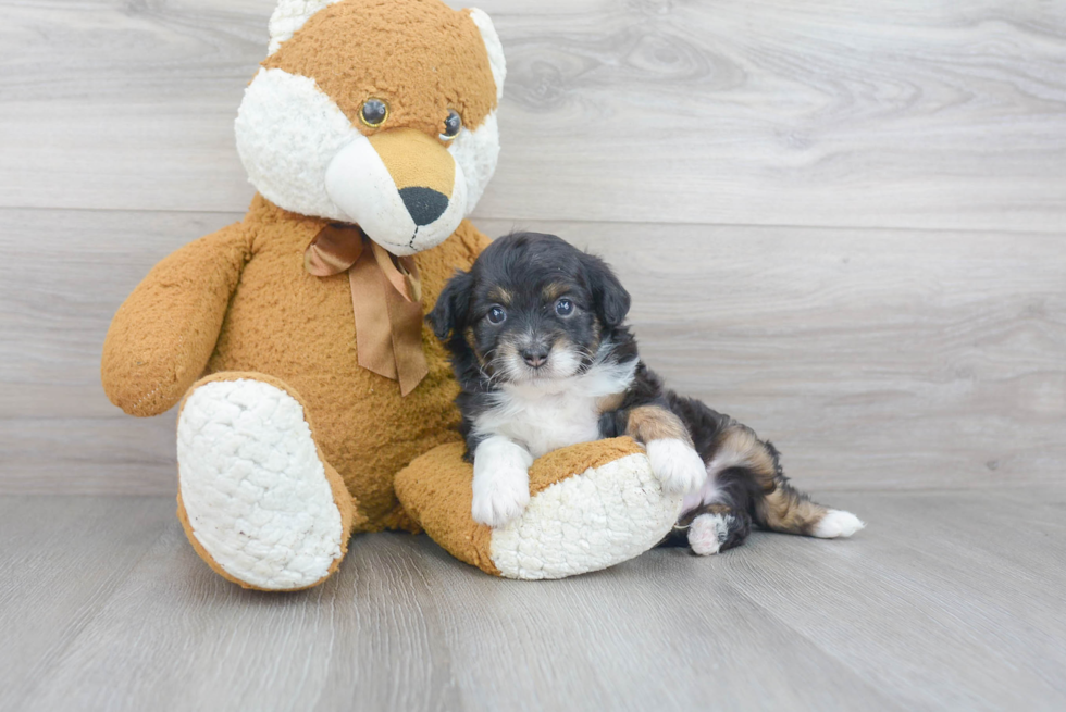Mini Aussiedoodle Pup Being Cute