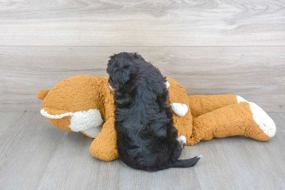 Adorable Aussiepoo Poodle Mix Puppy