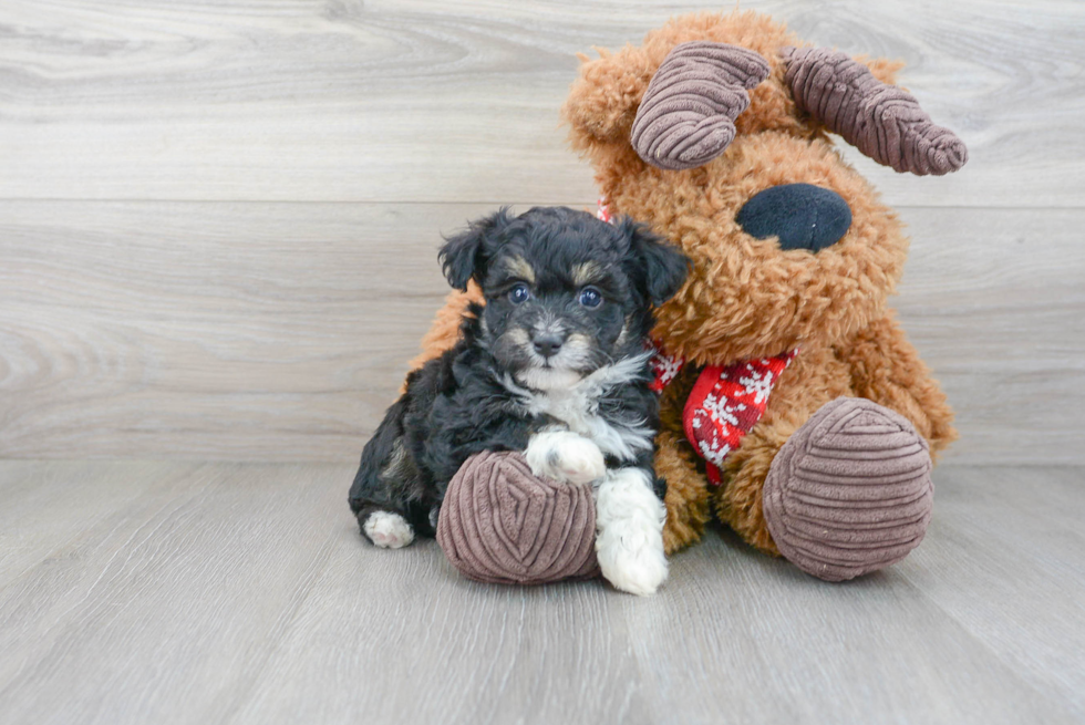 Friendly Mini Aussiedoodle Baby