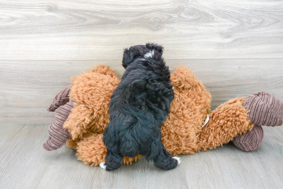 Hypoallergenic Aussiepoo Poodle Mix Puppy