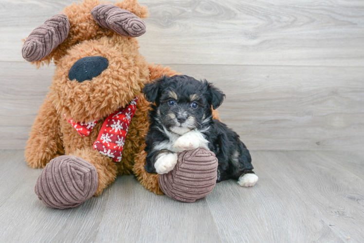 Fluffy Mini Aussiedoodle Poodle Mix Pup