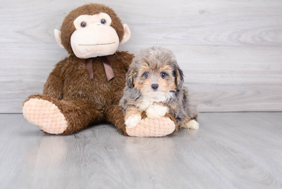 Cute Mini Aussiedoodle Baby