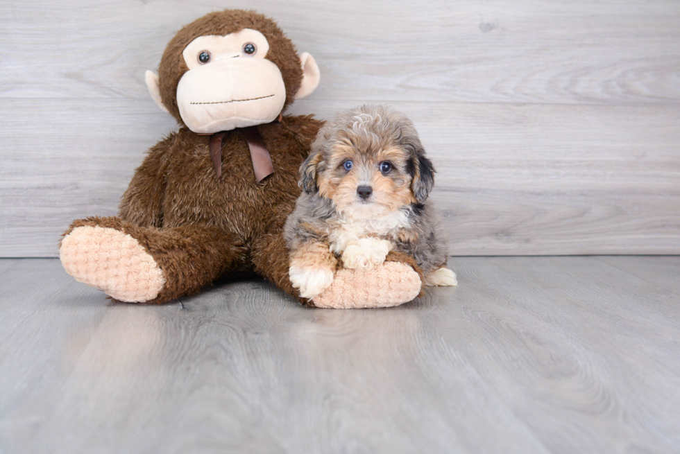 Best Mini Aussiedoodle Baby