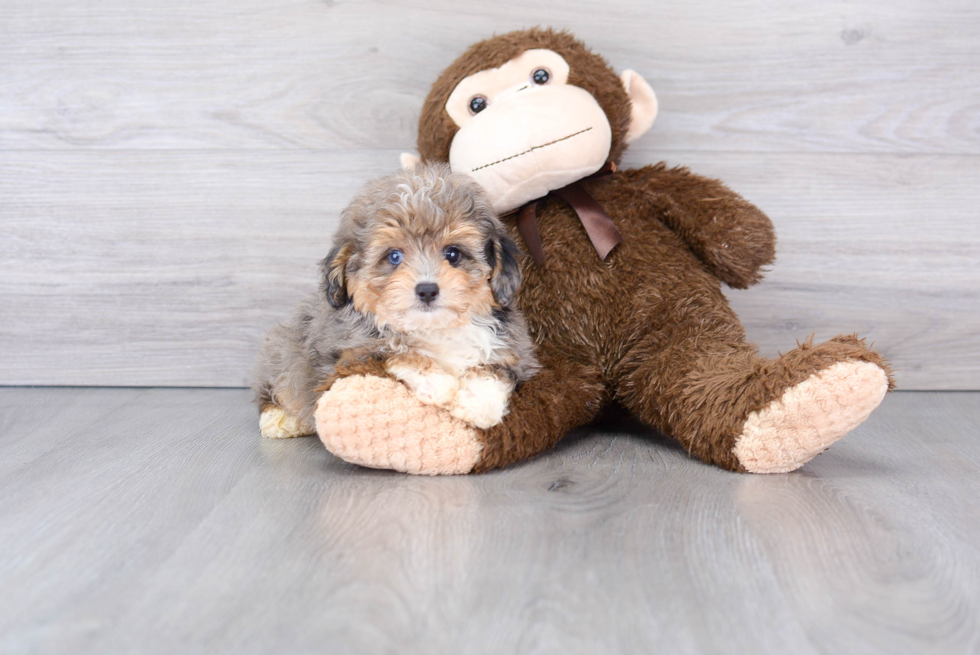 Best Mini Aussiedoodle Baby