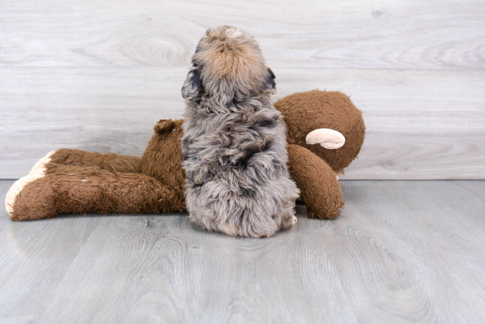 Hypoallergenic Aussiepoo Poodle Mix Puppy