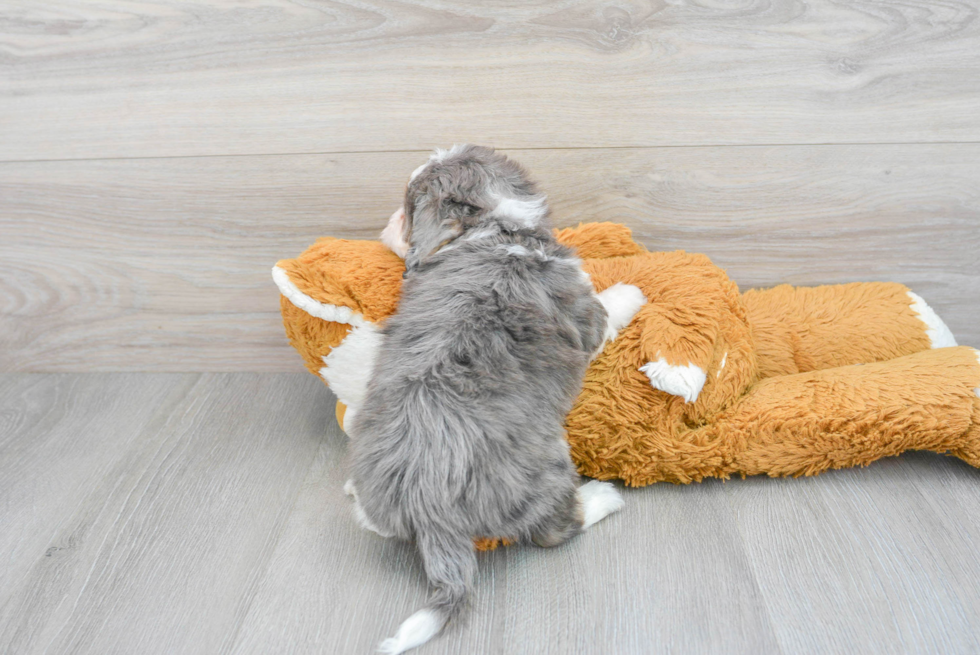 Mini Aussiedoodle Puppy for Adoption