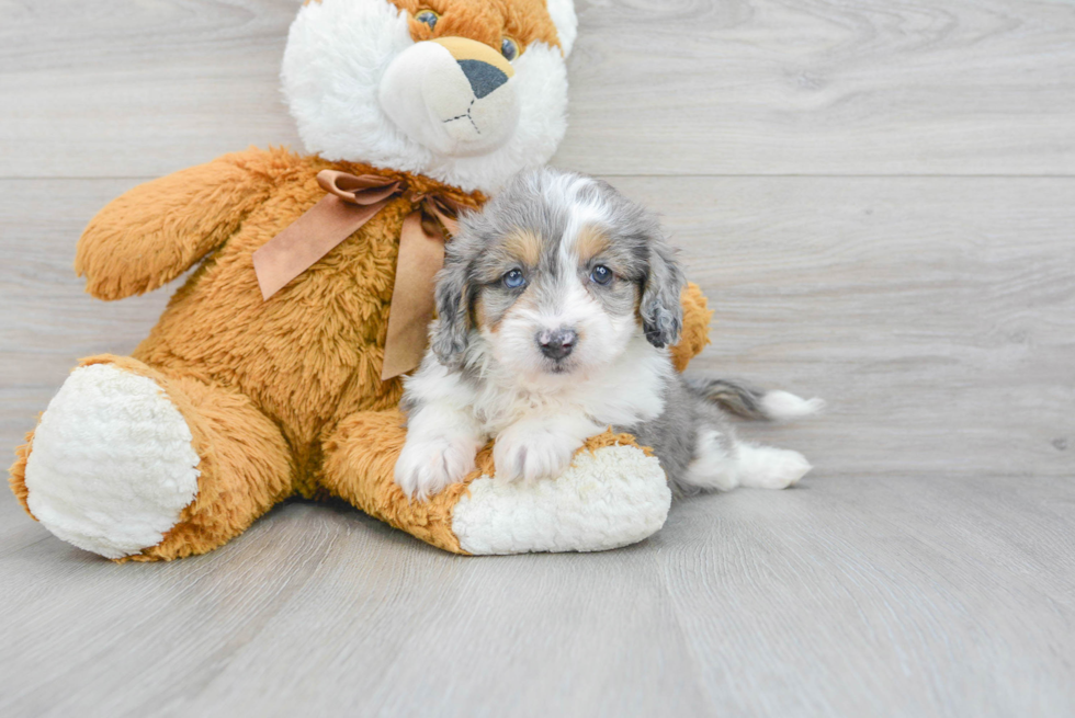 Mini Aussiedoodle Puppy for Adoption