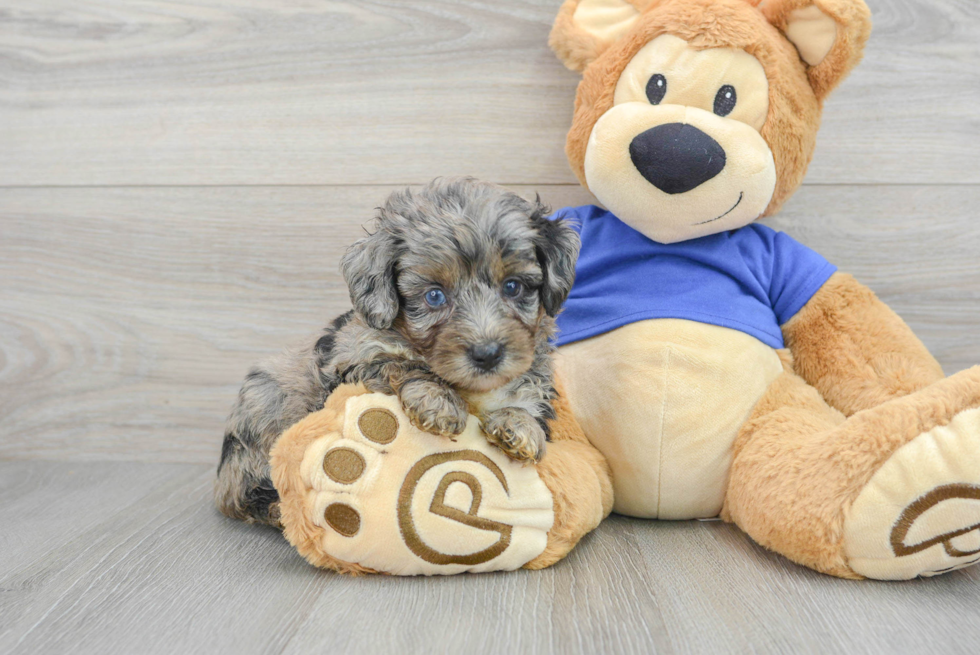 Hypoallergenic Aussiepoo Poodle Mix Puppy