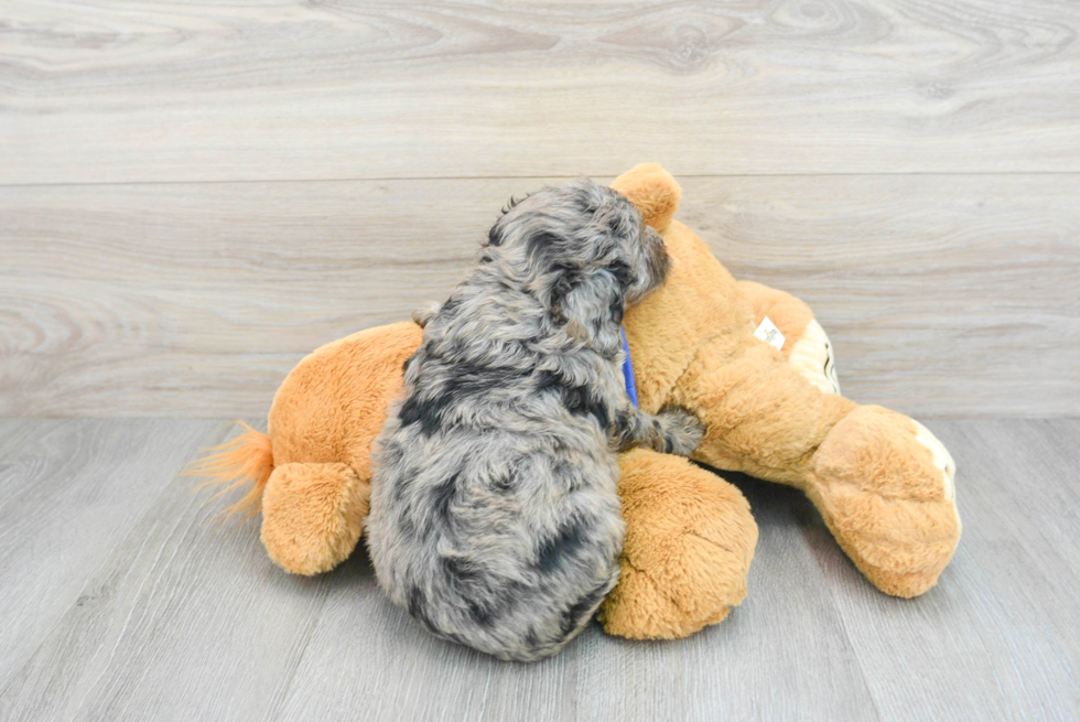 Mini Aussiedoodle Pup Being Cute