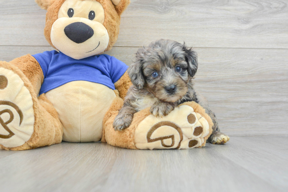 Energetic Aussiepoo Poodle Mix Puppy