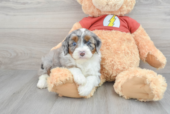 Mini Aussiedoodle Puppy for Adoption