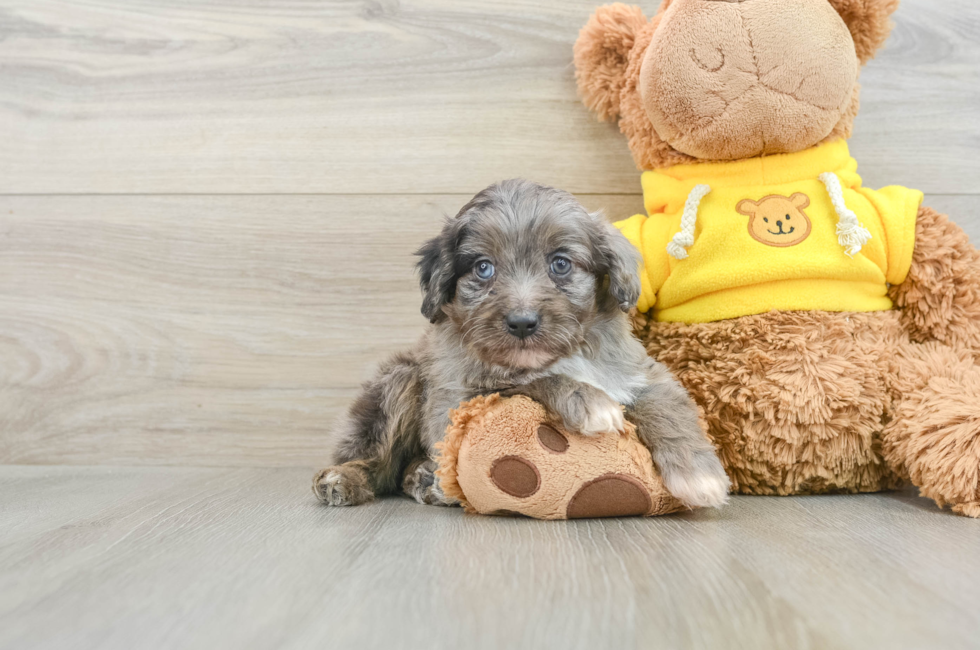 6 week old Mini Aussiedoodle Puppy For Sale - Premier Pups