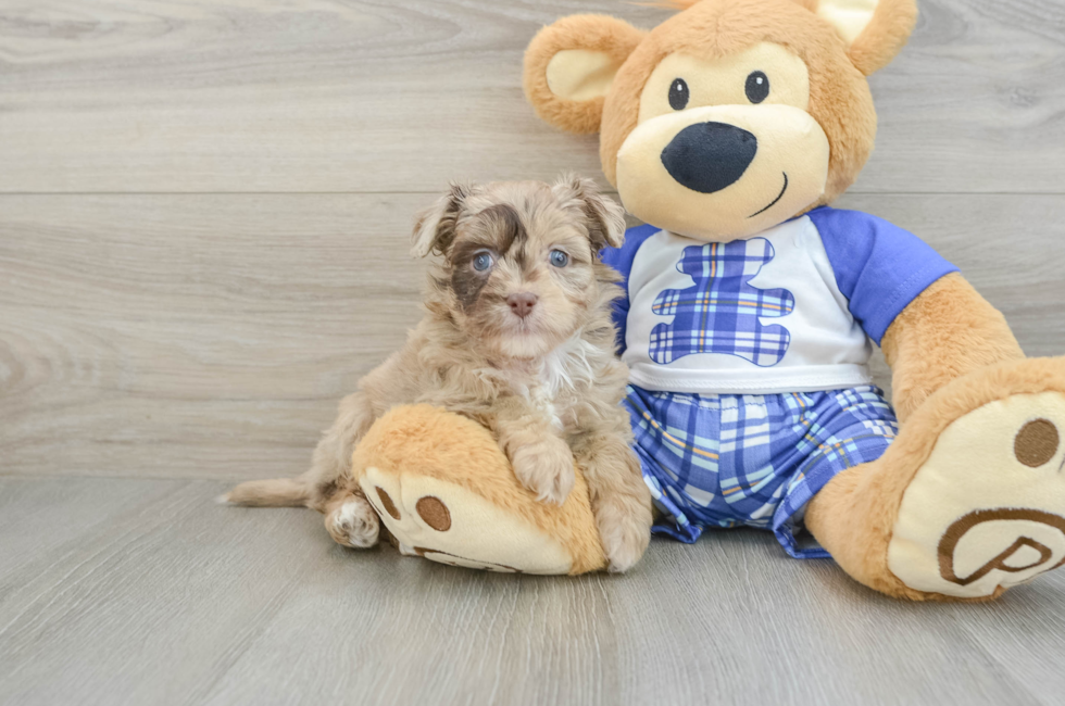 6 week old Mini Aussiedoodle Puppy For Sale - Premier Pups