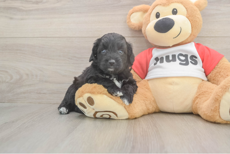 Friendly Mini Aussiedoodle Baby