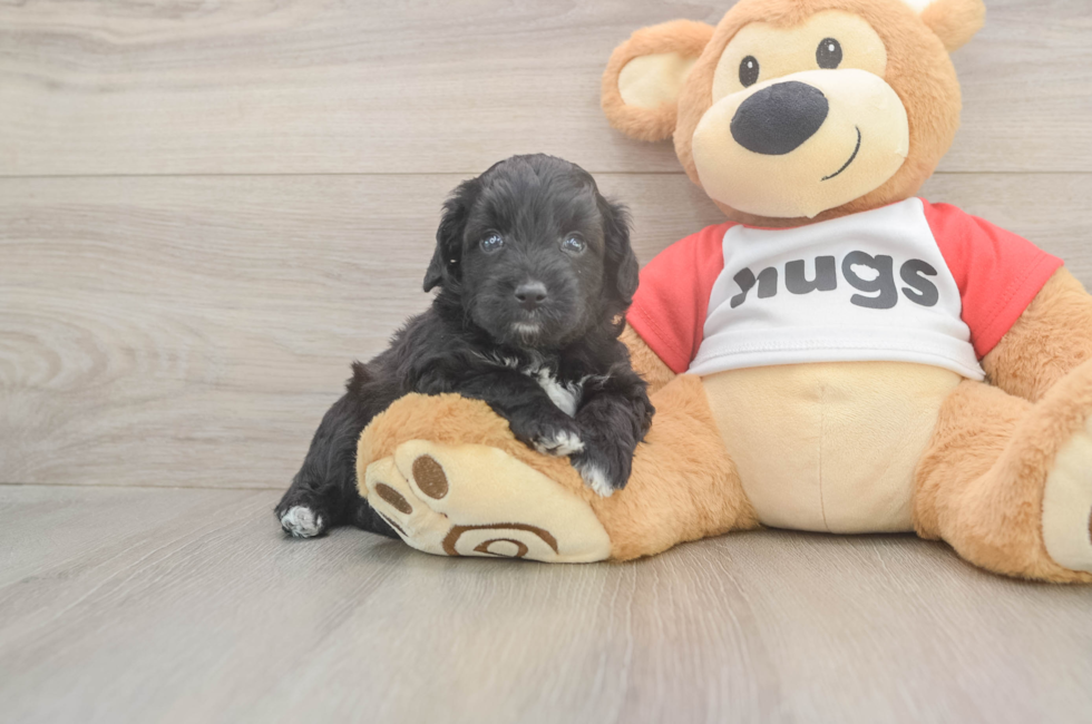 5 week old Mini Aussiedoodle Puppy For Sale - Premier Pups