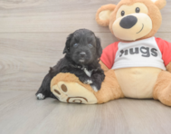 6 week old Mini Aussiedoodle Puppy For Sale - Premier Pups 6 week old Mini Aussiedoodle Puppy For Sale - Premier Pups