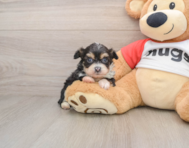 9 week old Mini Aussiedoodle Puppy For Sale - Premier Pups