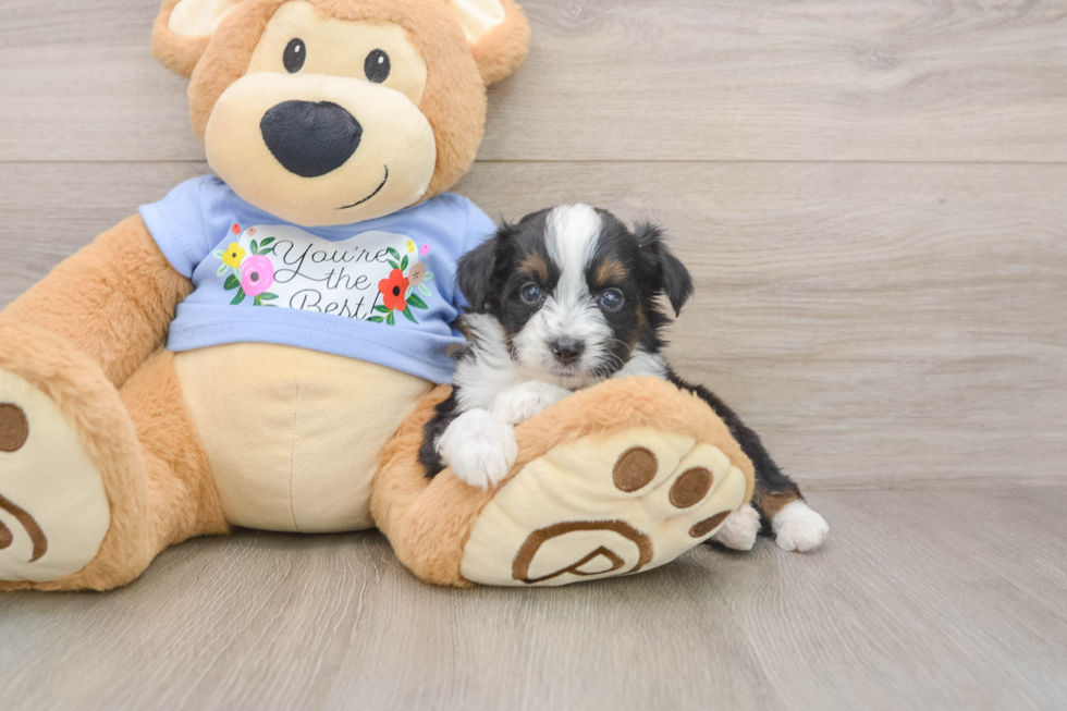 Playful Aussiepoo Poodle Mix Puppy