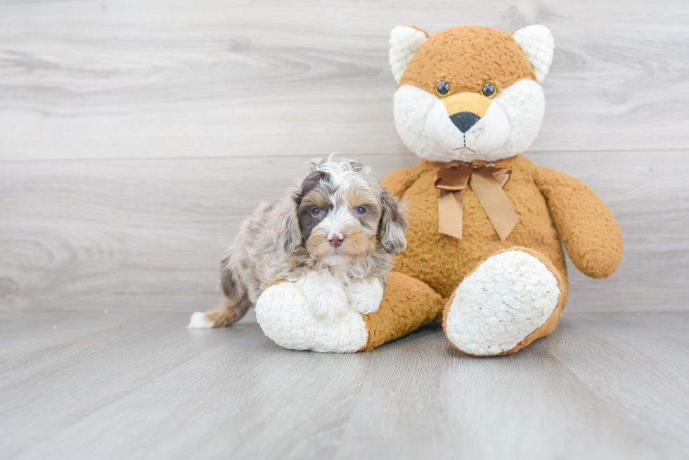 Mini Aussiedoodle Puppy for Adoption