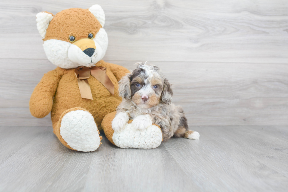 Best Mini Aussiedoodle Baby