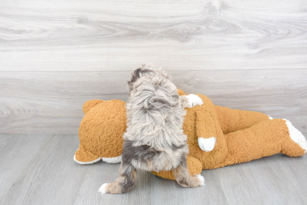 Mini Aussiedoodle Puppy for Adoption