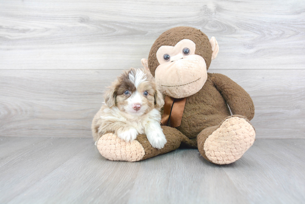 Mini Aussiedoodle Pup Being Cute