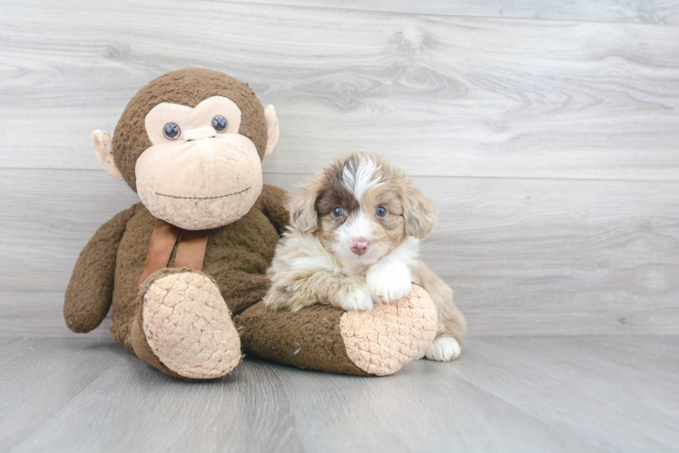 Hypoallergenic Aussiepoo Poodle Mix Puppy