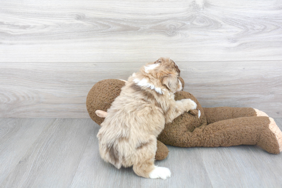 Funny Mini Aussiedoodle Poodle Mix Pup