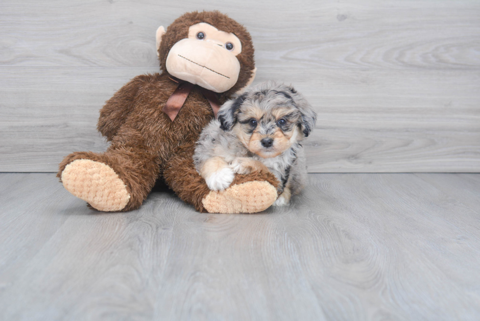 Small Mini Aussiedoodle Baby