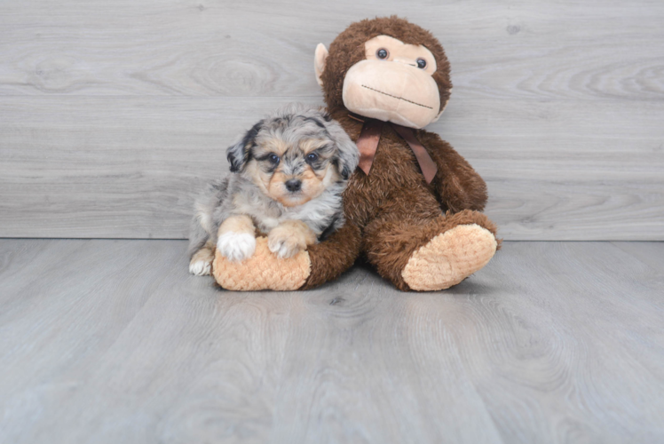 Best Mini Aussiedoodle Baby