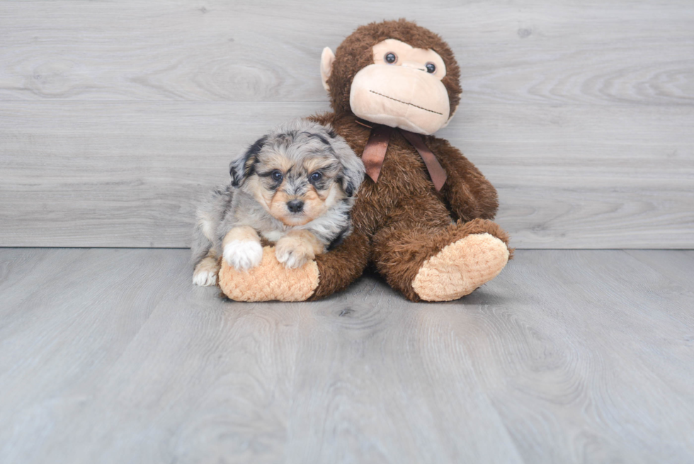 Smart Mini Aussiedoodle Poodle Mix Pup