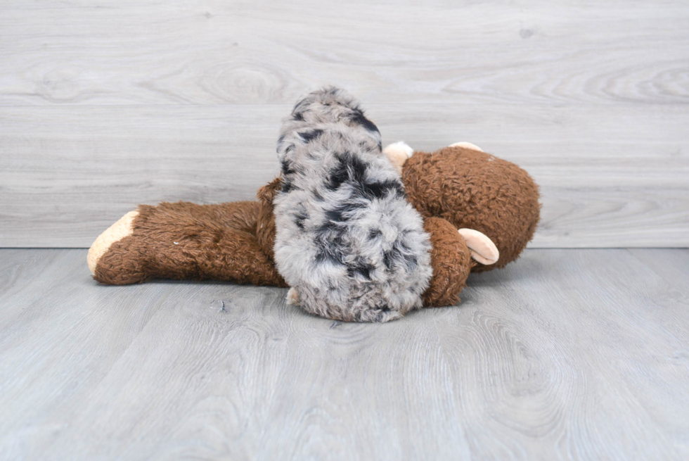 Mini Aussiedoodle Pup Being Cute