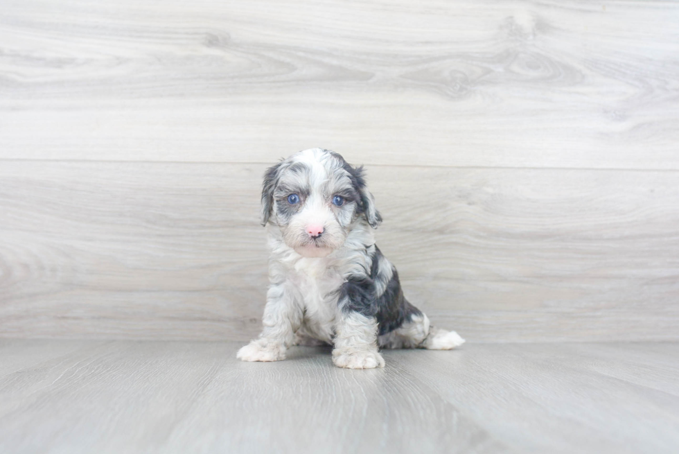 Energetic Aussiepoo Poodle Mix Puppy