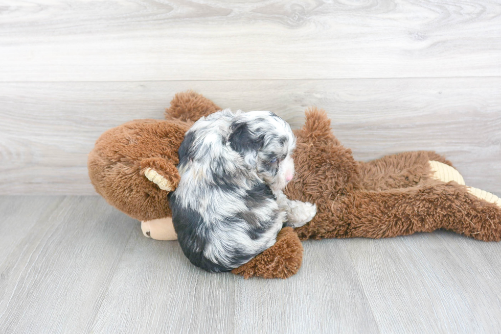 Mini Aussiedoodle Pup Being Cute