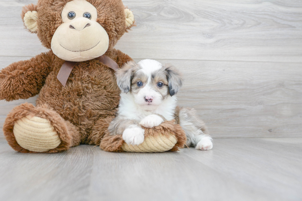 Friendly Mini Aussiedoodle Baby