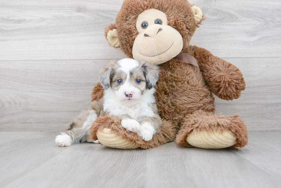 Best Mini Aussiedoodle Baby