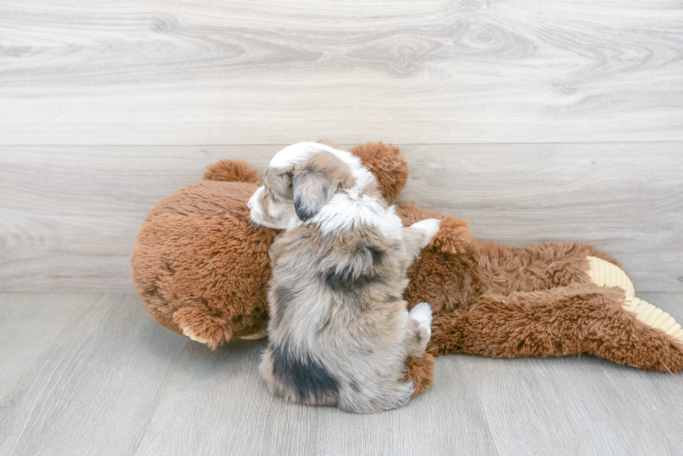 Mini Aussiedoodle Pup Being Cute