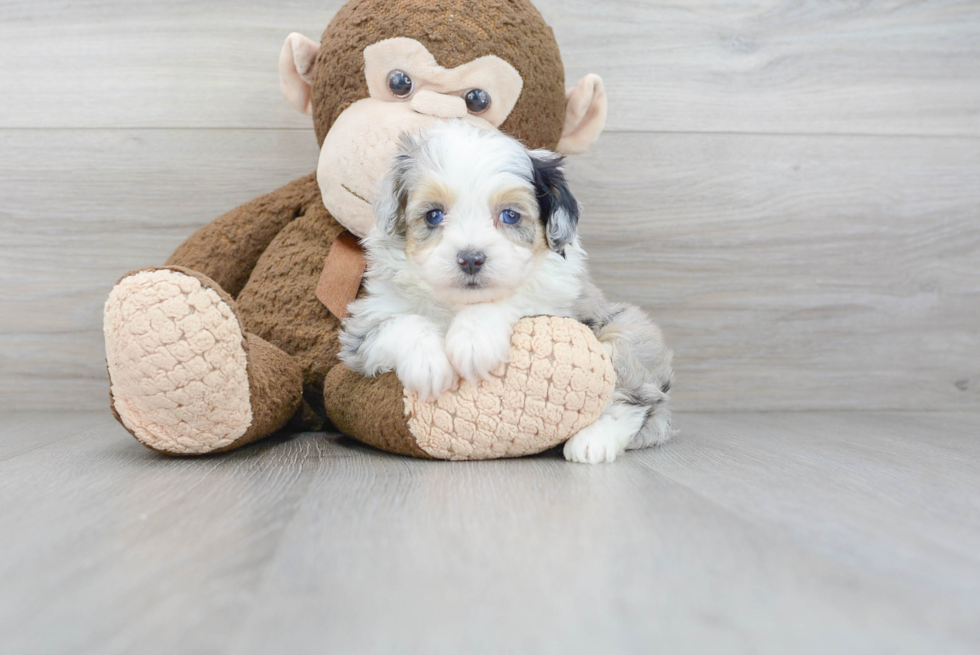 Mini Aussiedoodle Pup Being Cute