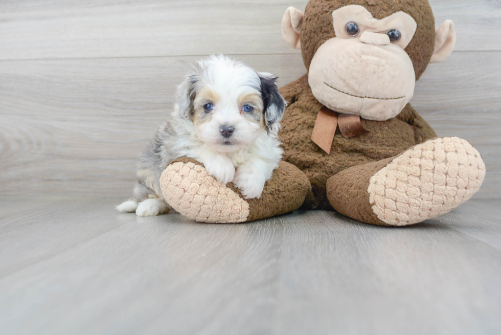 Mini Aussiedoodle Puppy for Adoption