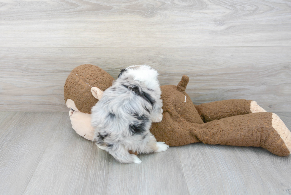 Sweet Mini Aussiedoodle Baby