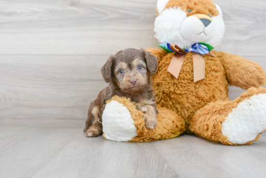 Fluffy Mini Aussiedoodle Poodle Mix Pup