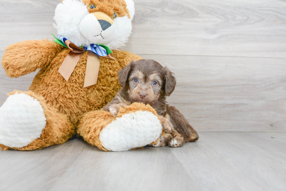 Mini Aussiedoodle Puppy for Adoption