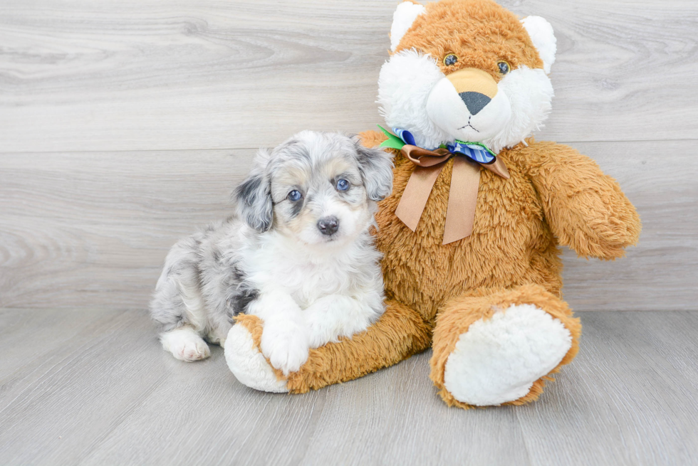 Mini Aussiedoodle Puppy for Adoption