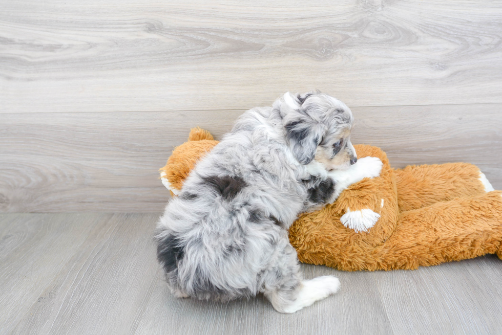 Friendly Mini Aussiedoodle Baby