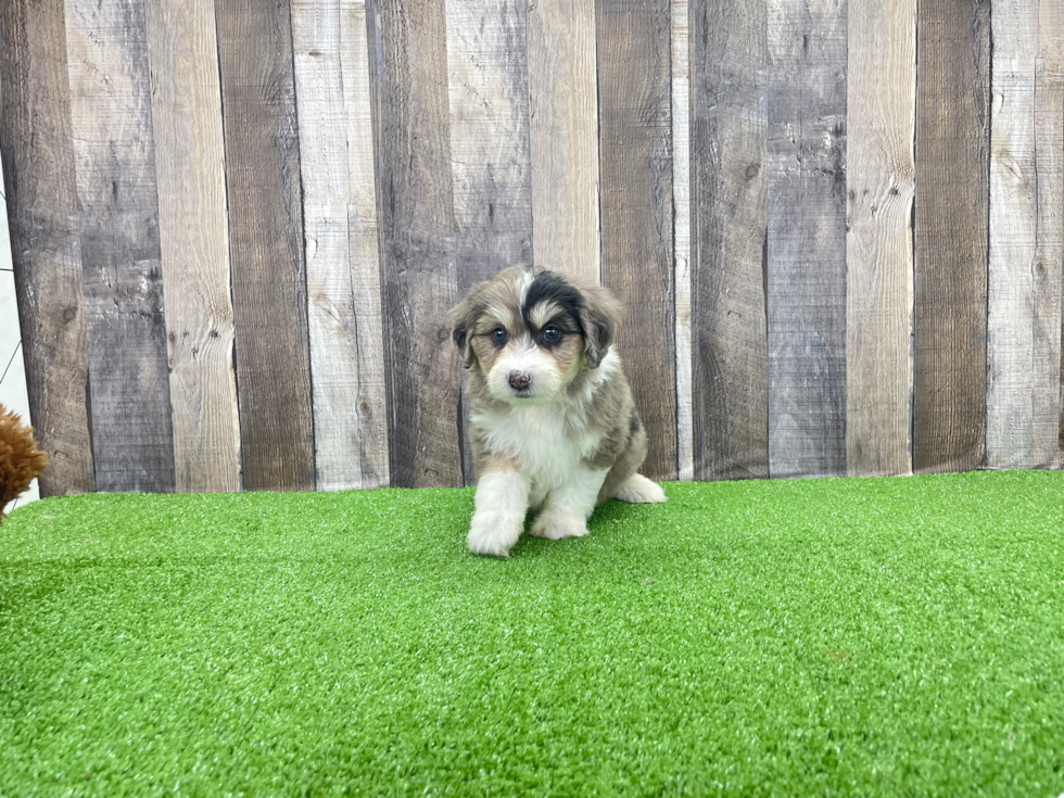 Happy Mini Aussiedoodle Baby